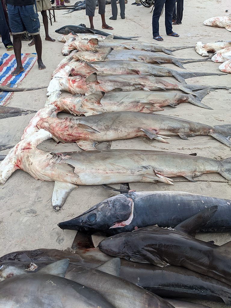 A catch of sharks landed at Songolo in the Republic of the Congo. Credit: Godefroy De Bruyne