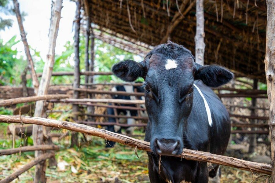 cow on a dairy farm