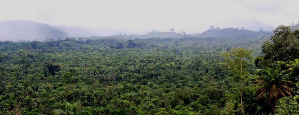 Do forest rights empower local communities in Liberia?