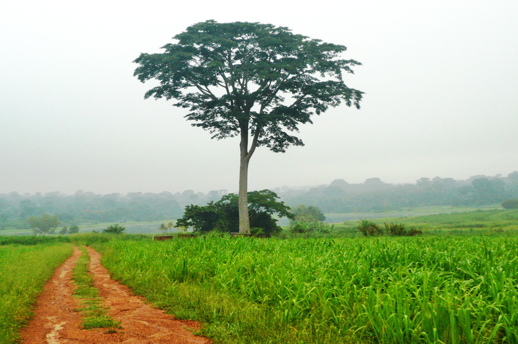 An Odum tree.