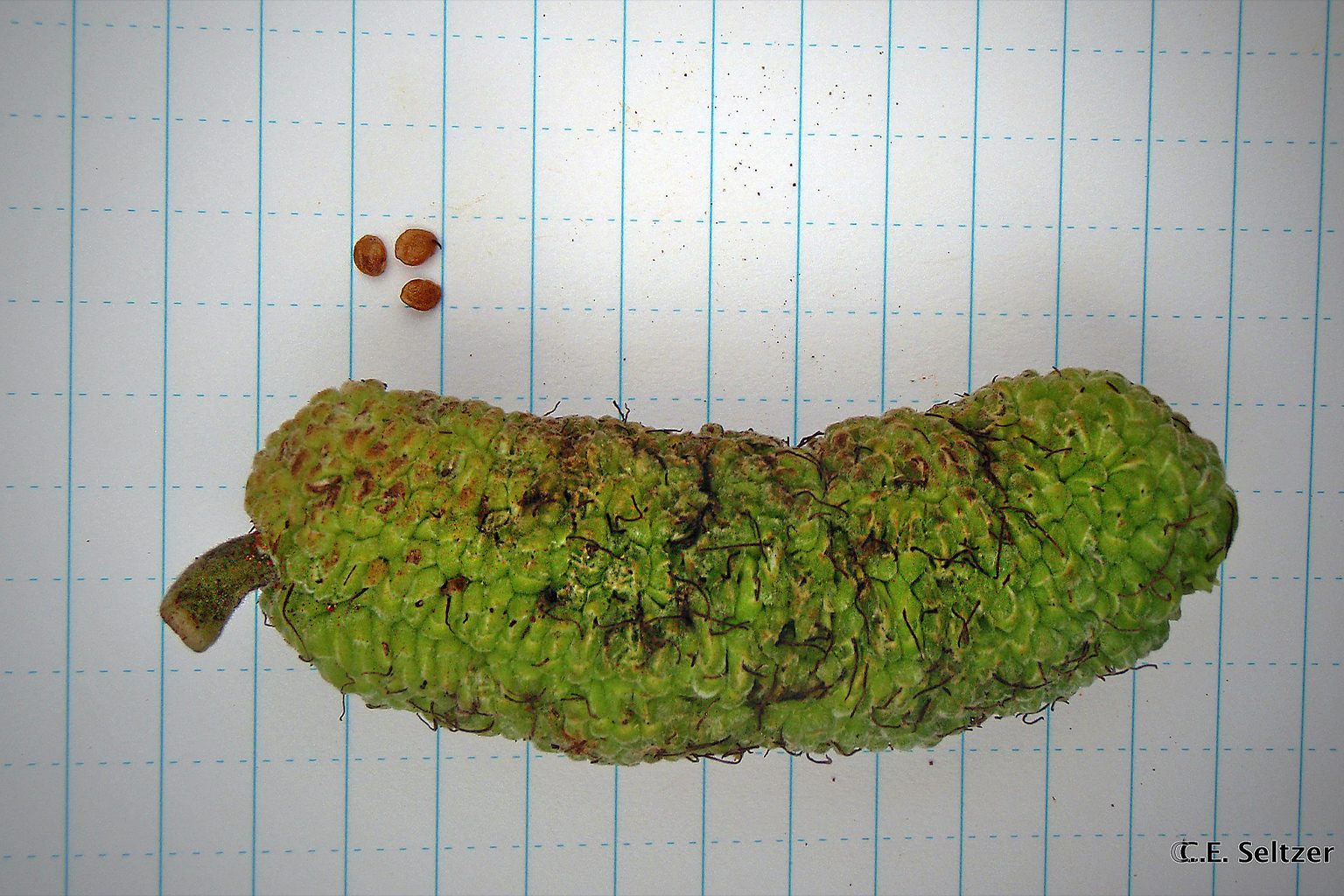 Odum (Milicia excelsa) fruit and seeds. 