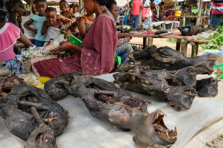 Viande de brousse au marché hebdomadaire de Yangambi, RDC. 