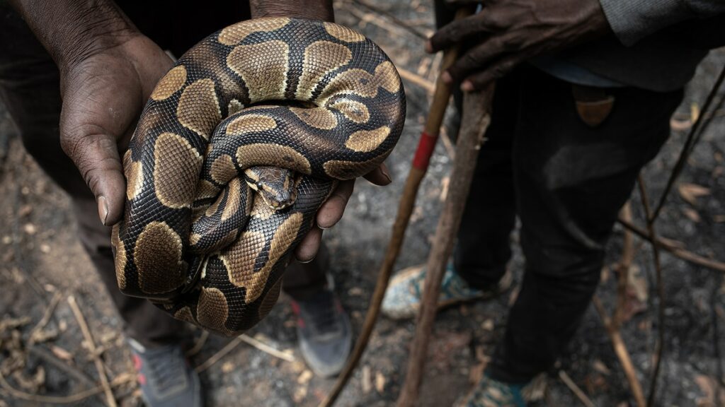 Exports of ball pythons from Togo raise questions about exotic pet trade