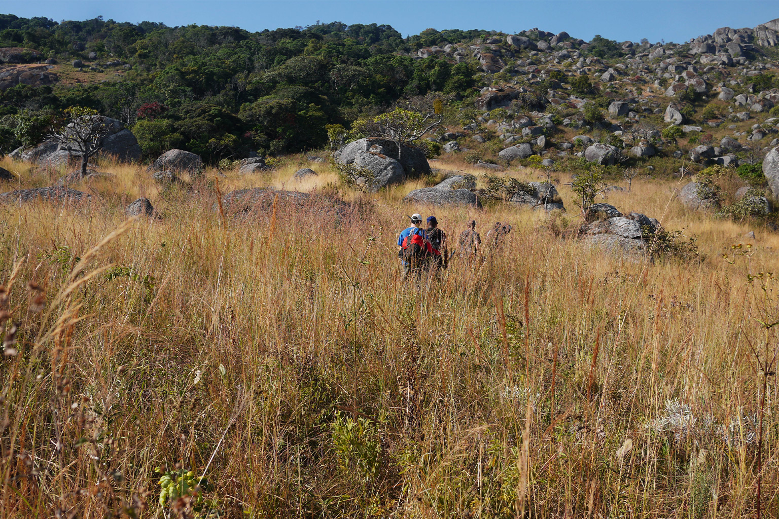 Grasslands surrounding the Namba forests.