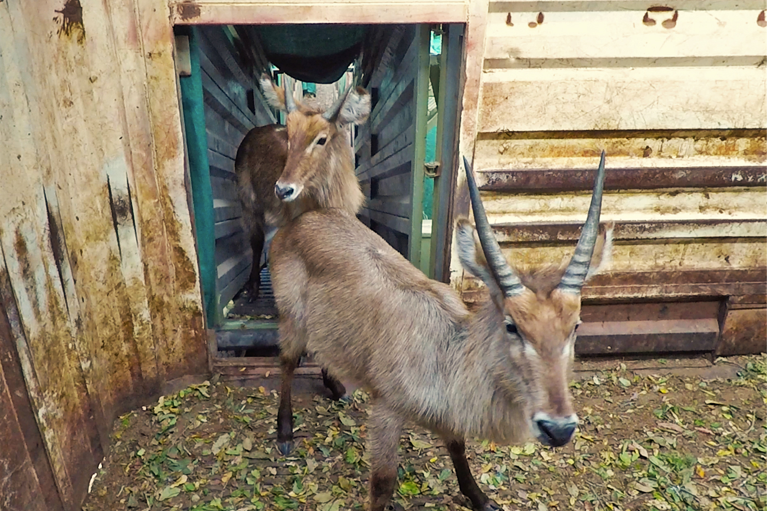 Waterbuck are released into Zinave National Park.