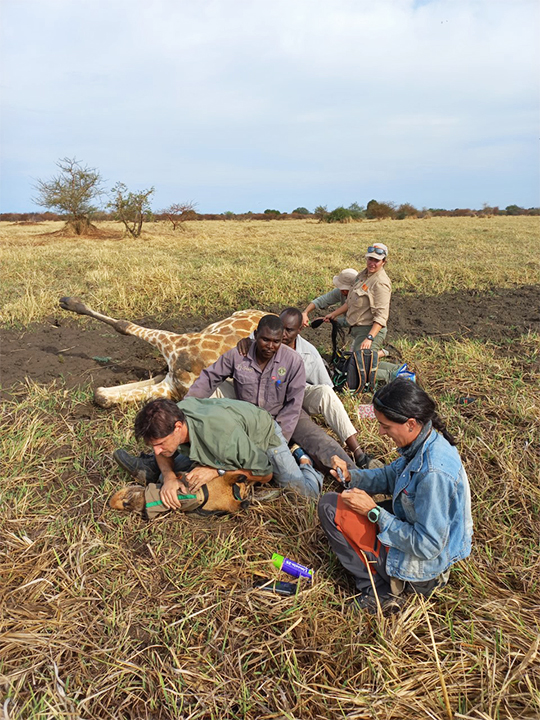 Greater Zakouma Ecosystem general manager Naftali Honig, left, at work.