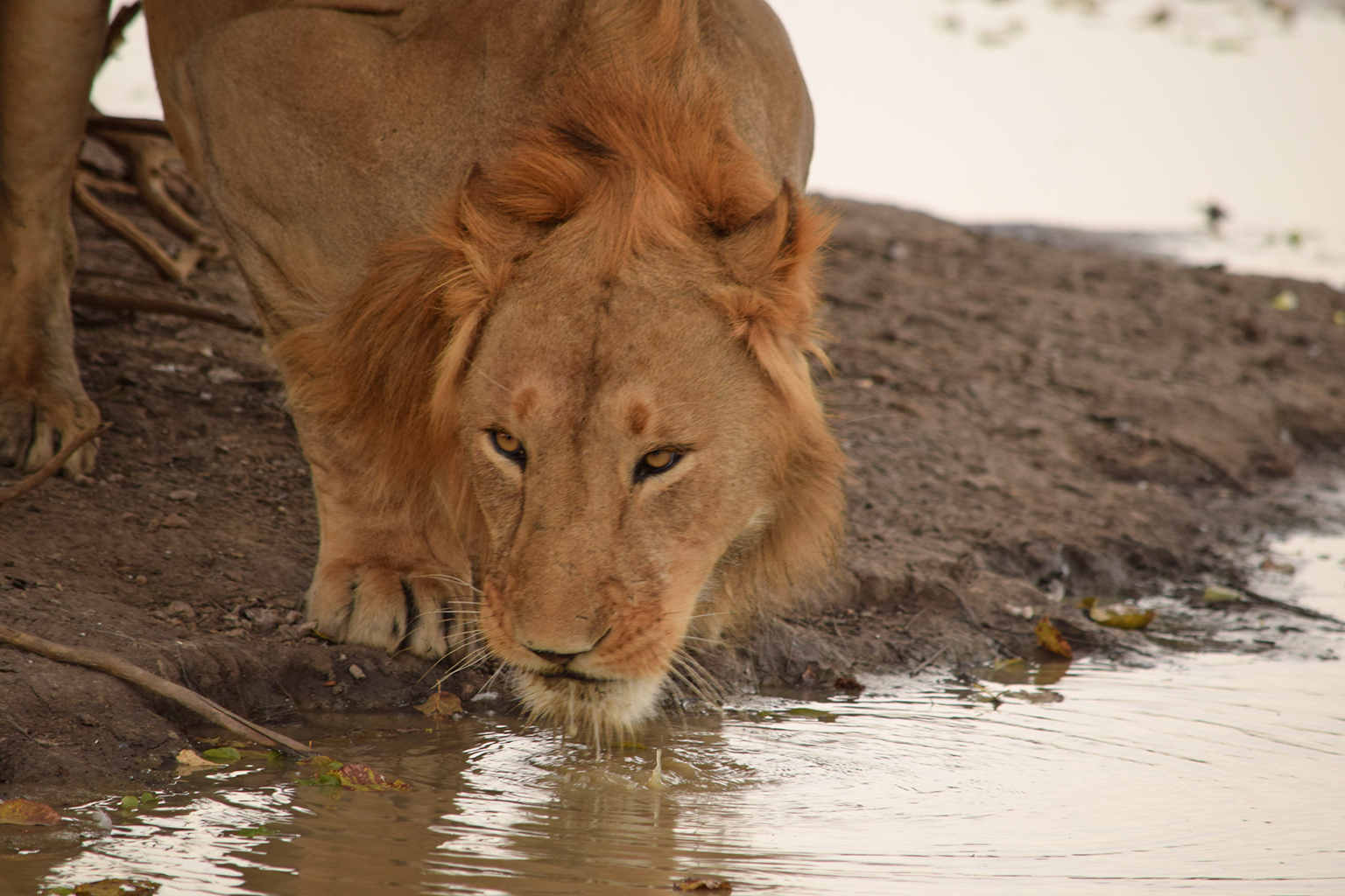 A lion drinking water