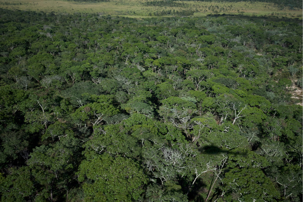 Miombo woodland stretches across Angola.