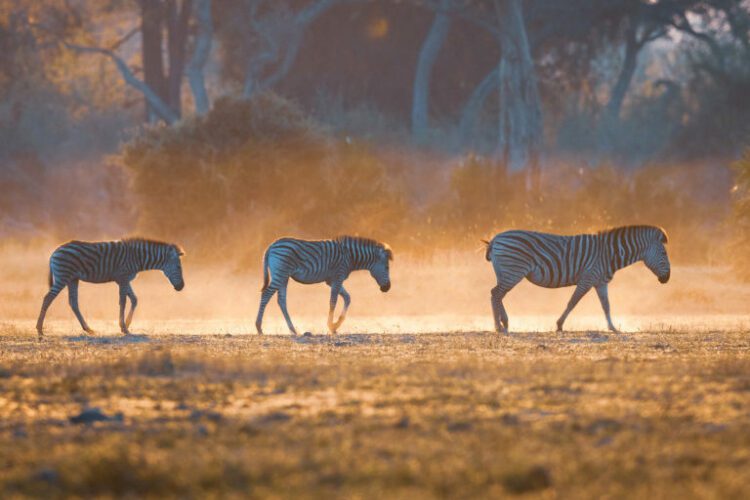 Protecting the peatlands and woodlands in Angola’s ‘source of life’