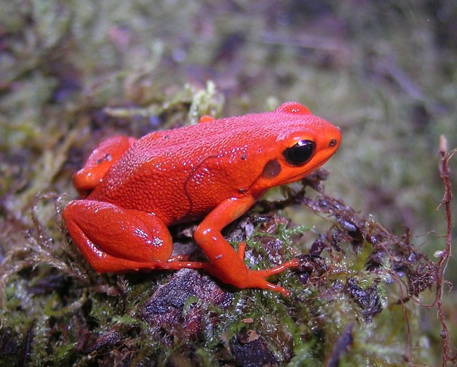 The black-eared mantella frog (Mantella milotympanum) is critically endangered. Its main threat is habitat loss. Image by Franco Andreone via Wikimedia Commons (CC BY-SA 2.5).