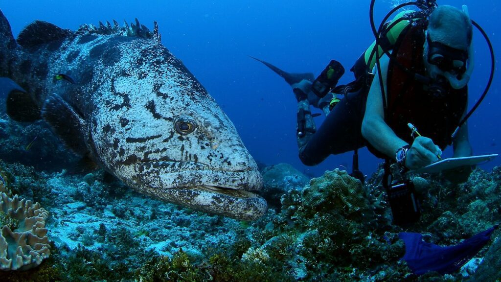 Marine Protected Area Announced in Seychelles