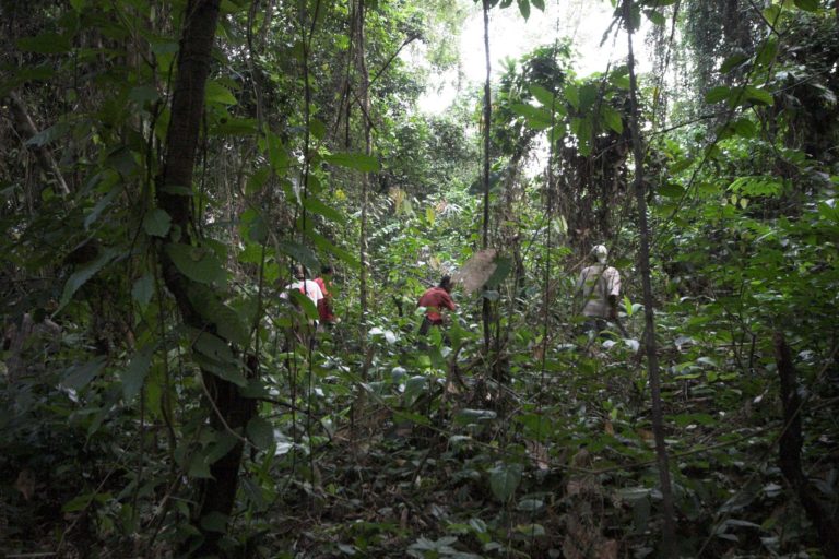 Baka people hunting