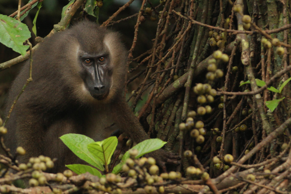 A Bioko drill (Mandrillus leucophaeus poensis). Photo courtesy of Drill Films.