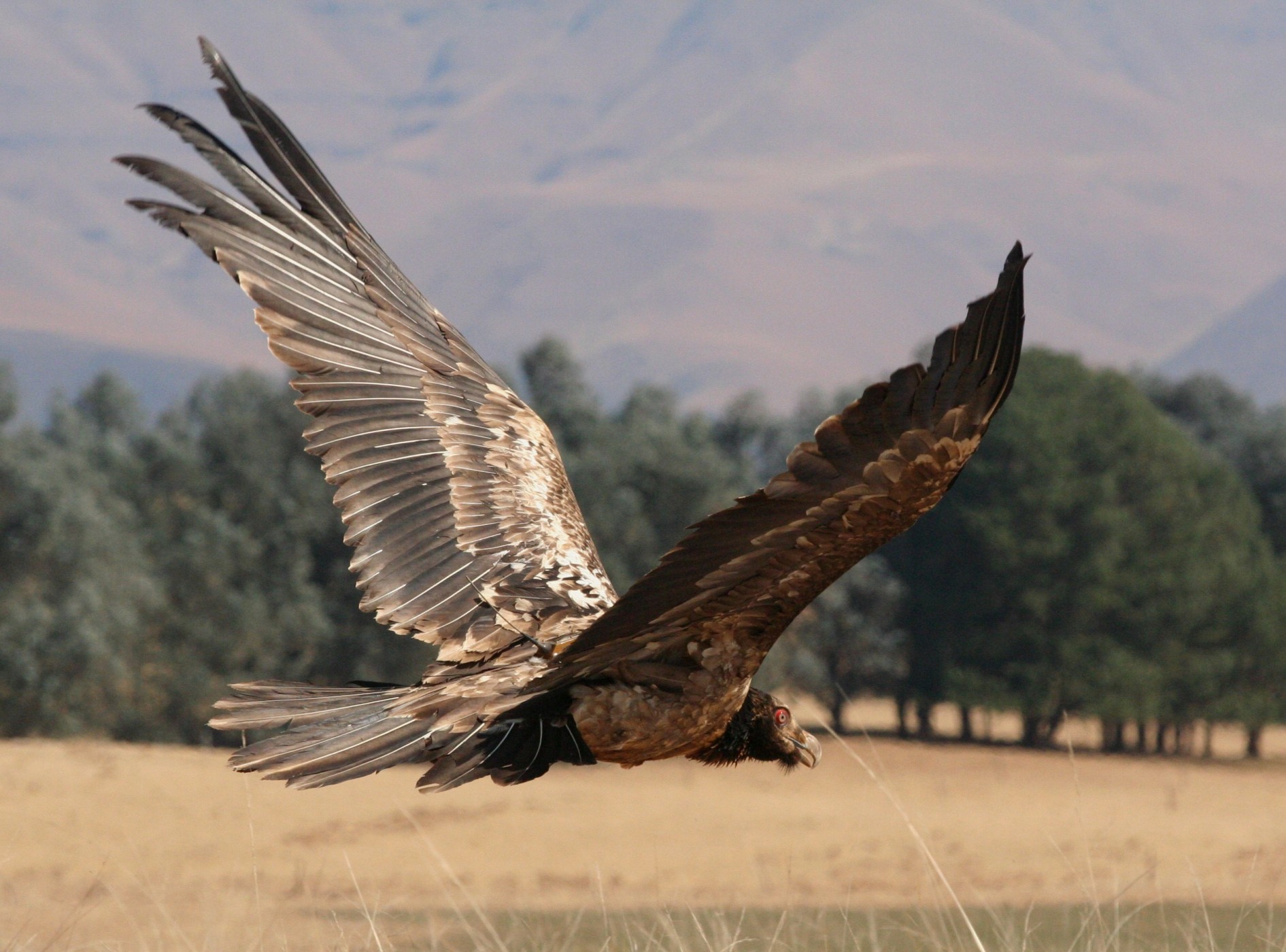 An immature bearded vulture flies off carrying its new backpack GPS transmitter. Knowing in which areas and at what altitudes the vultures spend their time enables researchers to assess the risks of energy infrastructure. 