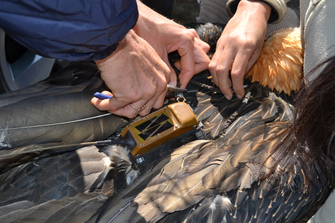 Close-up of the backpack GPS transmitter. Fitting a tracking tag on large bird like a vulture takes a team.