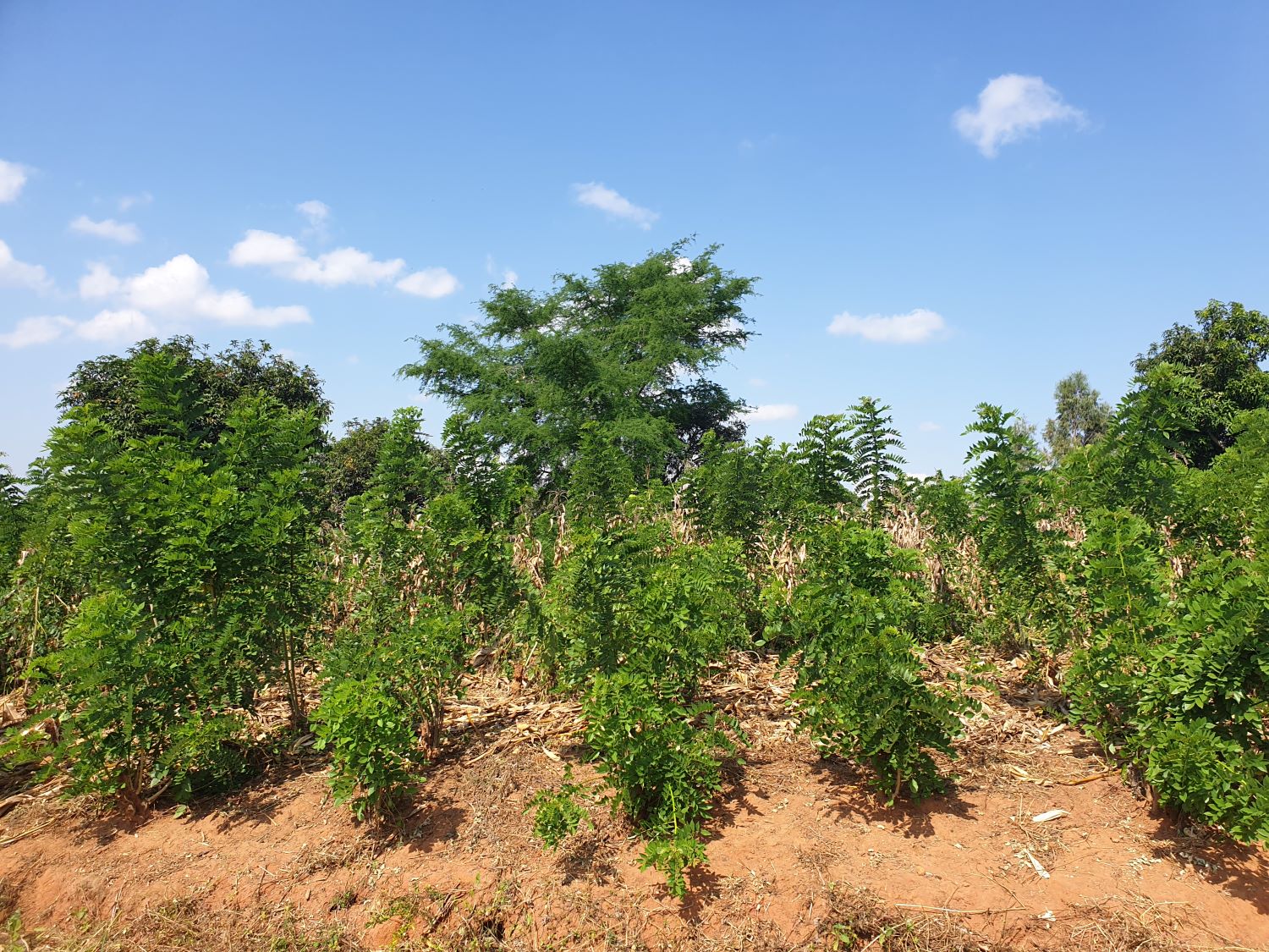 Gliricidia plants in Tana's farm.