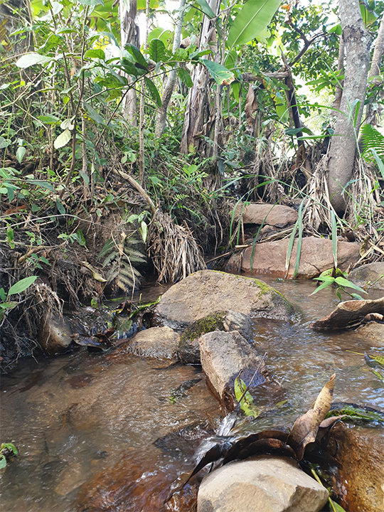 A creek in Malabvi forest.