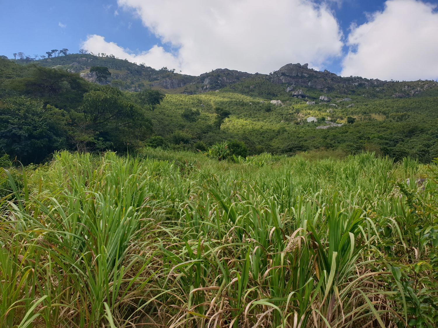 A sugarcane field.