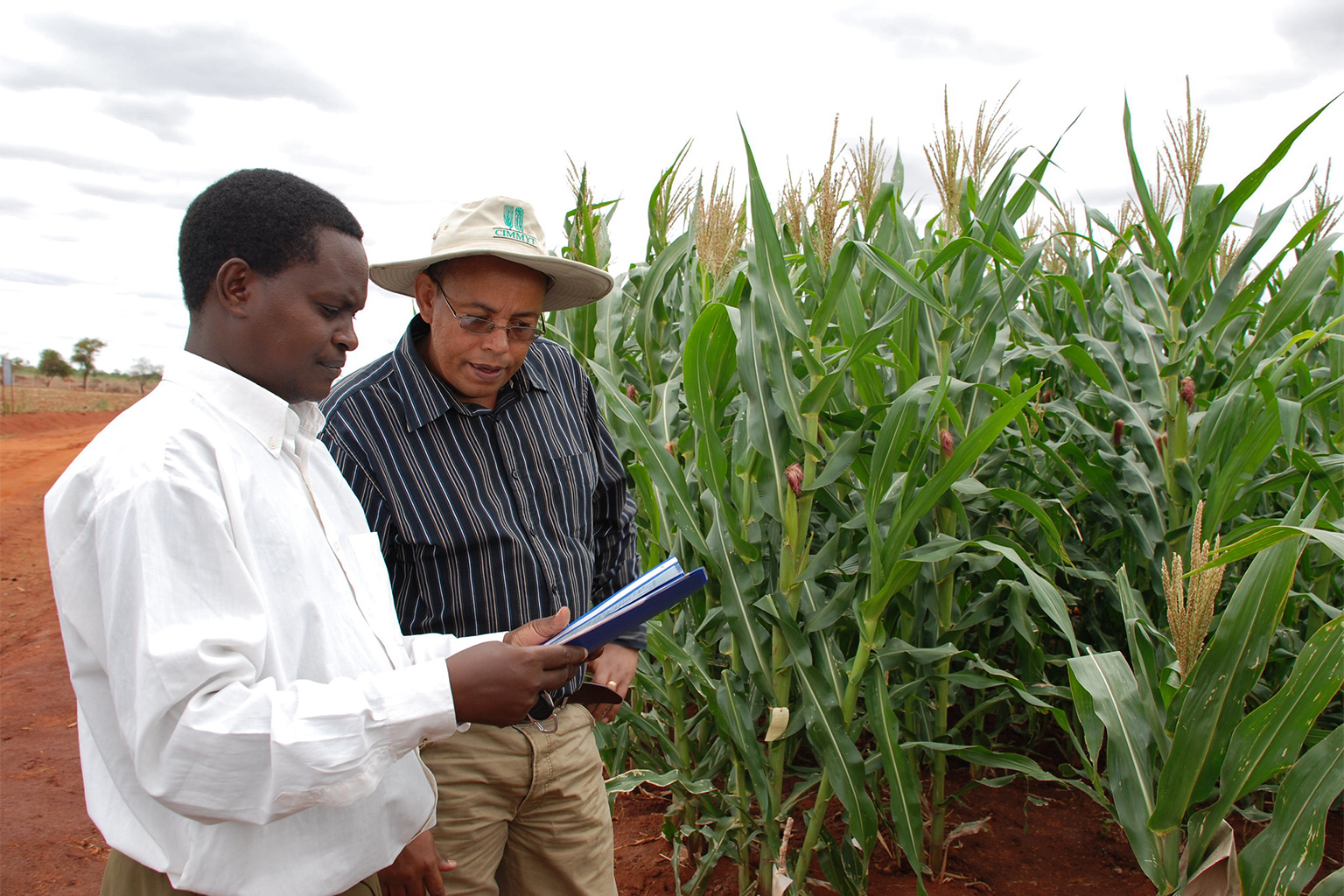 Joel Mbithi (left), farm manager of the Kenya Agricultural Research Institute's Kiboko Research Station, and Yoseph Beyene, CIMMYT maize breeder, discuss experimental plots. 