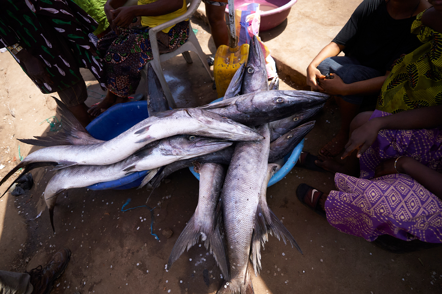 Freshly caught Barracuda headed to markets from Tombo