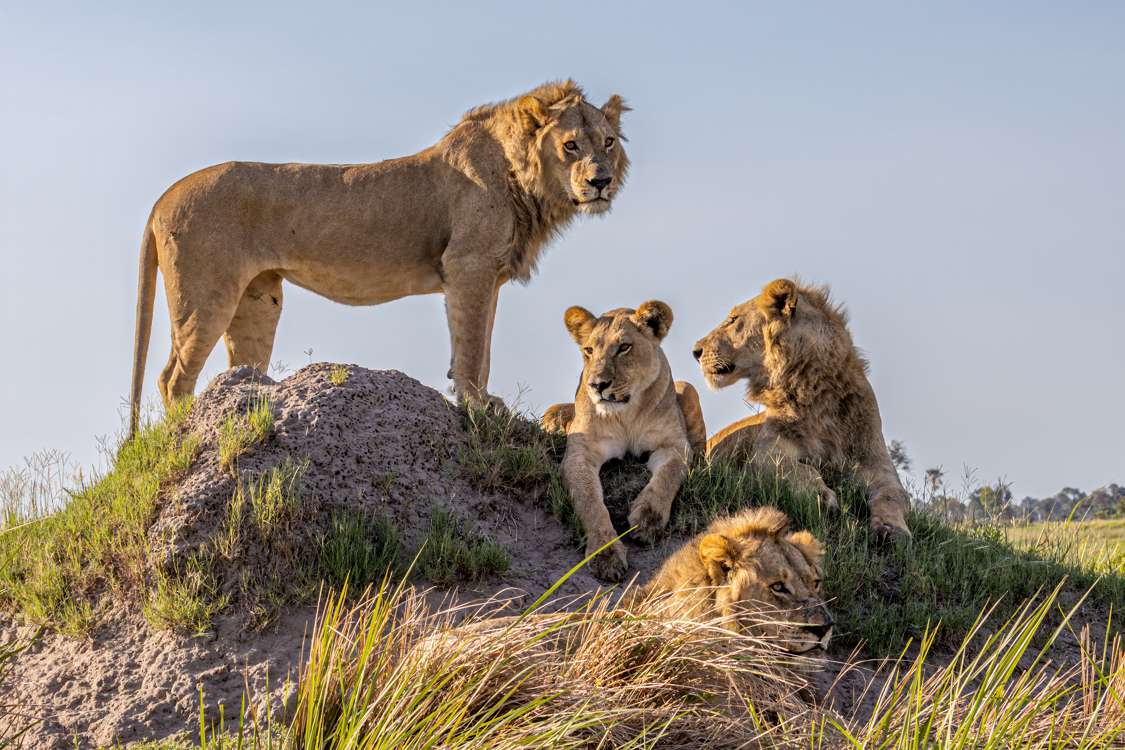 Lions in the Okavango