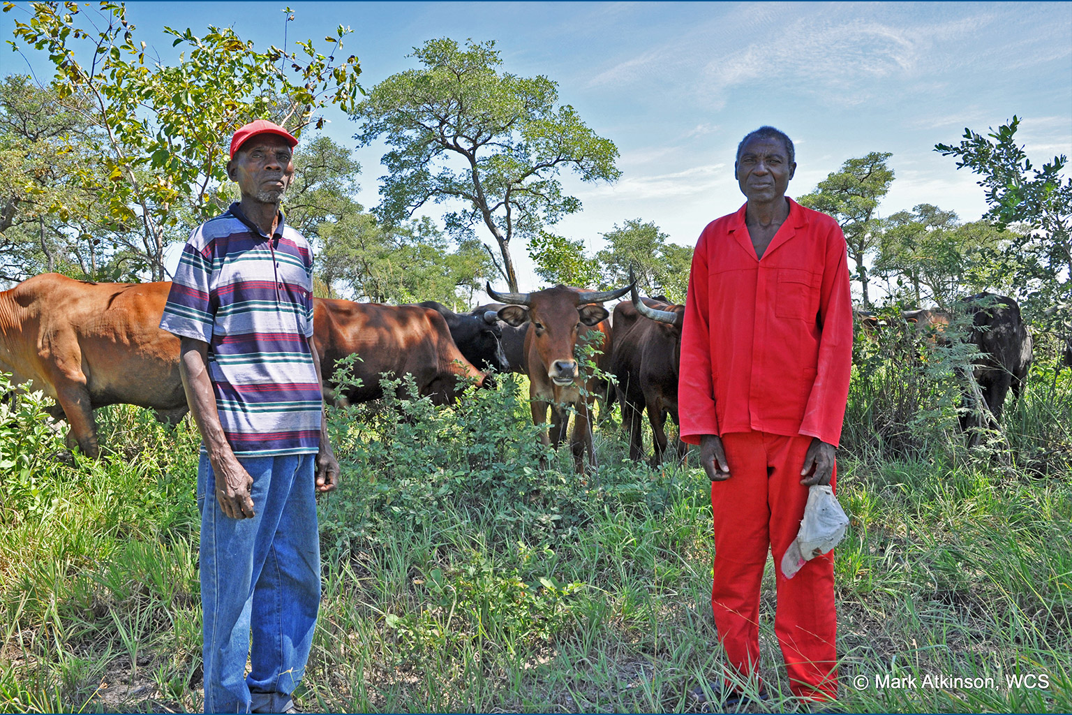 Two herders with their cattle.