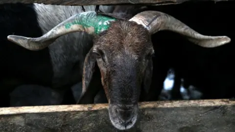  Legnan Koula/EPA A sacrificial animal for sale looks on at the city market ahead of Muslim festival Eid al-Adha in Abidjan, Ivory Coast on 12 June 2024.