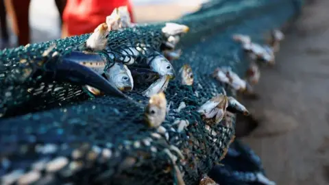 Rogan Ward/Reuters A view of fish caught in a net during the sardine run in Scottburgh, South Africa on June 12.