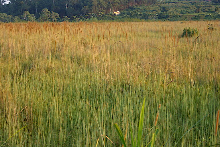 A wetland in Uganda drying out. Image by David Njagi for Mongabay.