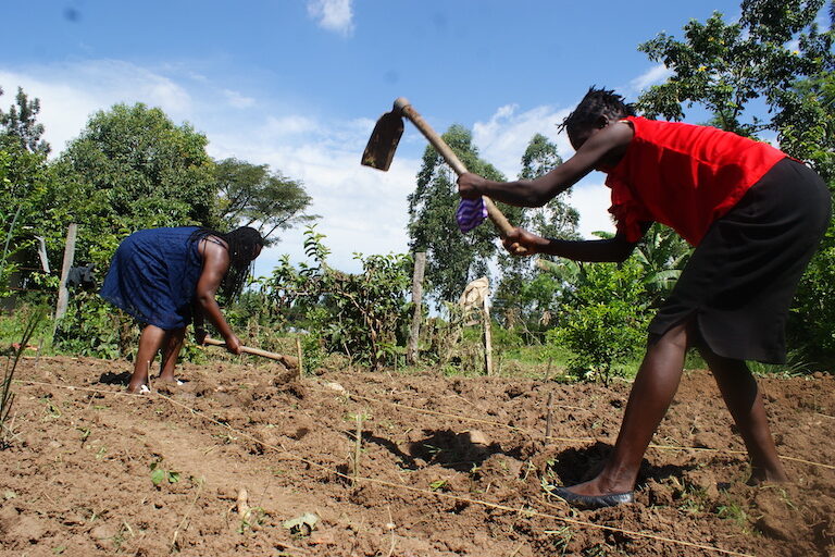 Women prepare the ground for a new agroforestry-based food forest. Image by David Njagi for Mongabay.