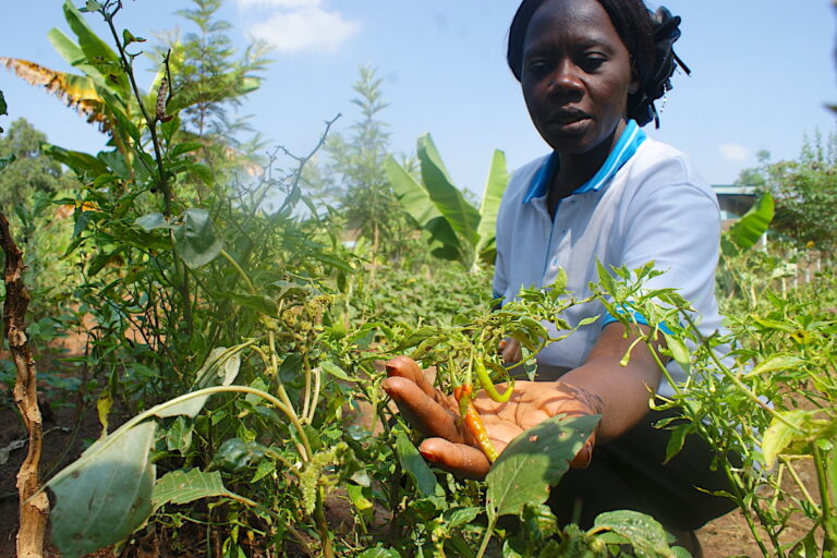 Sarah Mukholi displays some produce grown in the new food forests. Image by David Njagi for Mongabay.