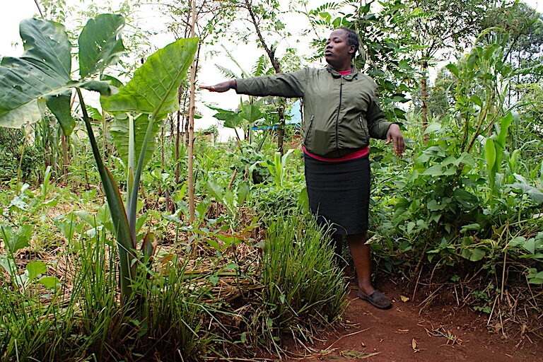 A young food forest at the Bio-Gardening Innovations Learning Center in western Kenya. Image by David Njagi for Mongabay.