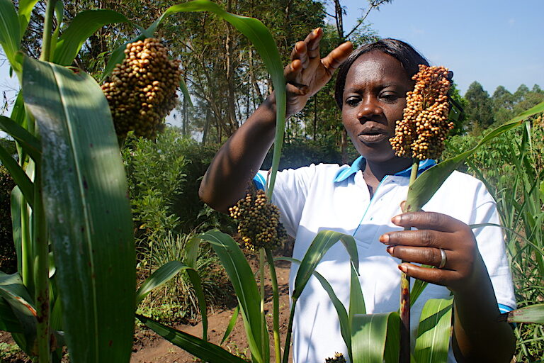 A variety of crops are intercropped in the St. Dennis Liborina School food forest, which also serves as a community learning site. Image by David Njagi for Mongabay.