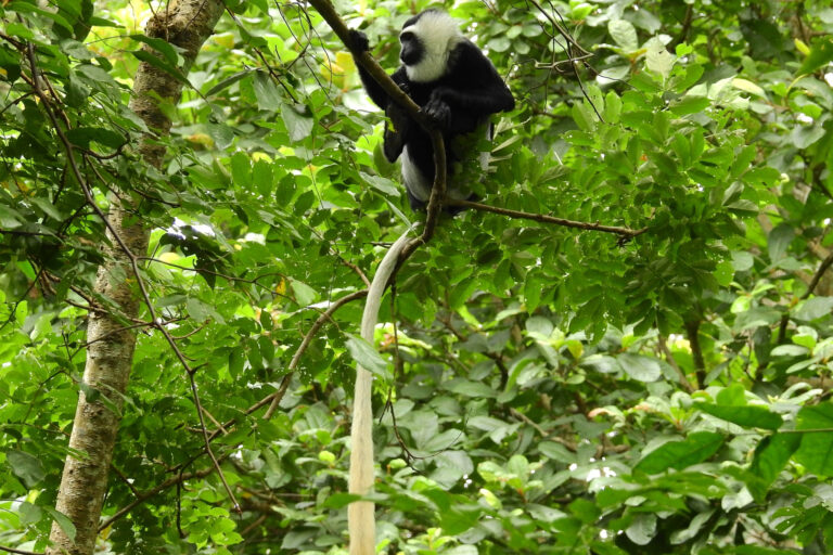 Medium shot of a white-thighed colobus (Colobus vellerosus) in a tree, its long white tail hanging beneath a branch at Brong Ahafo, Ghana. Image by César María Aguilar Gómez via iNaturalist (CC BY-NC)