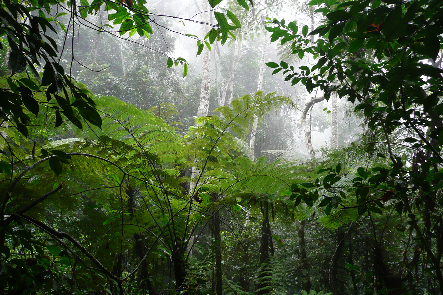 Eastern Arc forest.