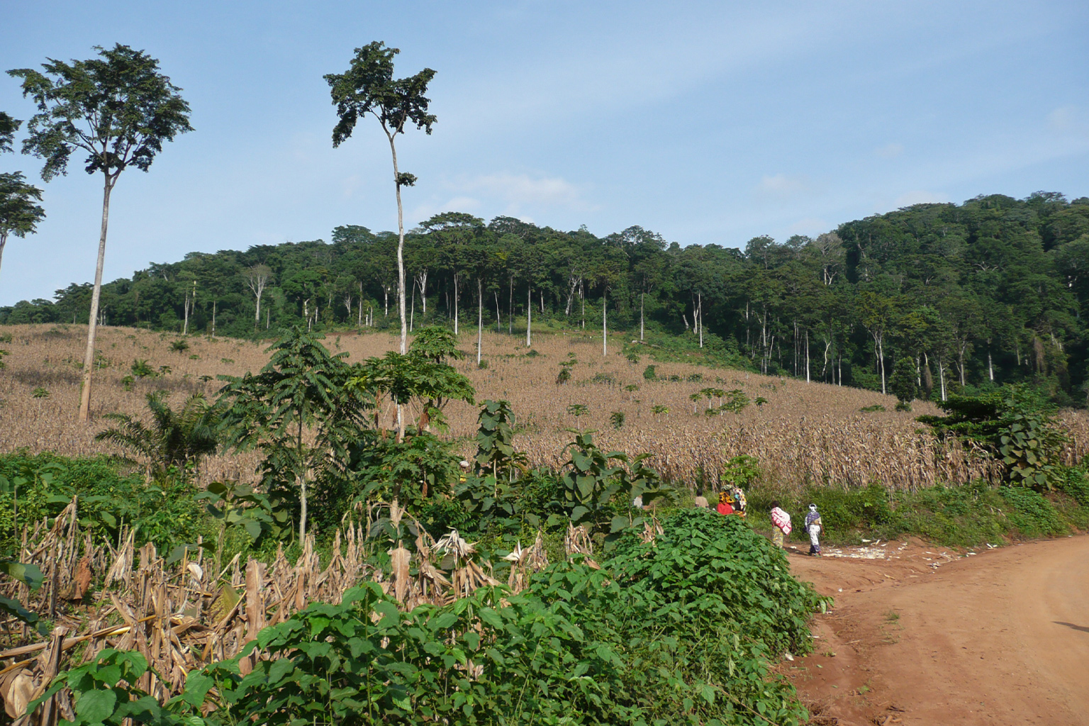 The border between maize fields and standing forest in the Eastern Arc Mountains