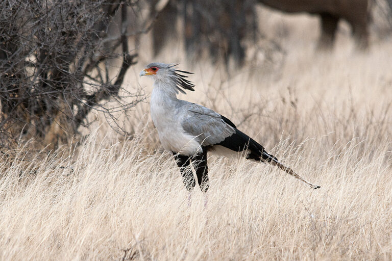 Secretary bird (Sagittarius serpentarius). Image by Sergey Yeliseev via Flickr (CC BY-NC-ND 2.0)