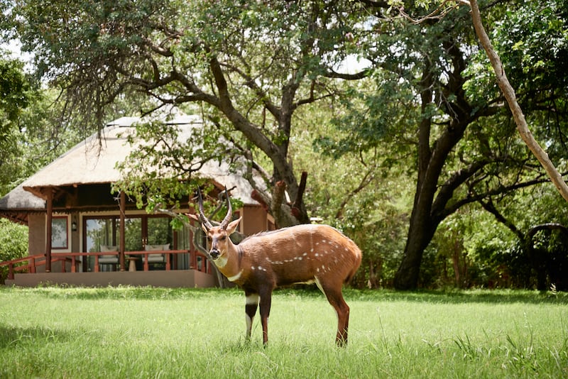 Chobe Chilwero Camp (Mark Williams/PA)