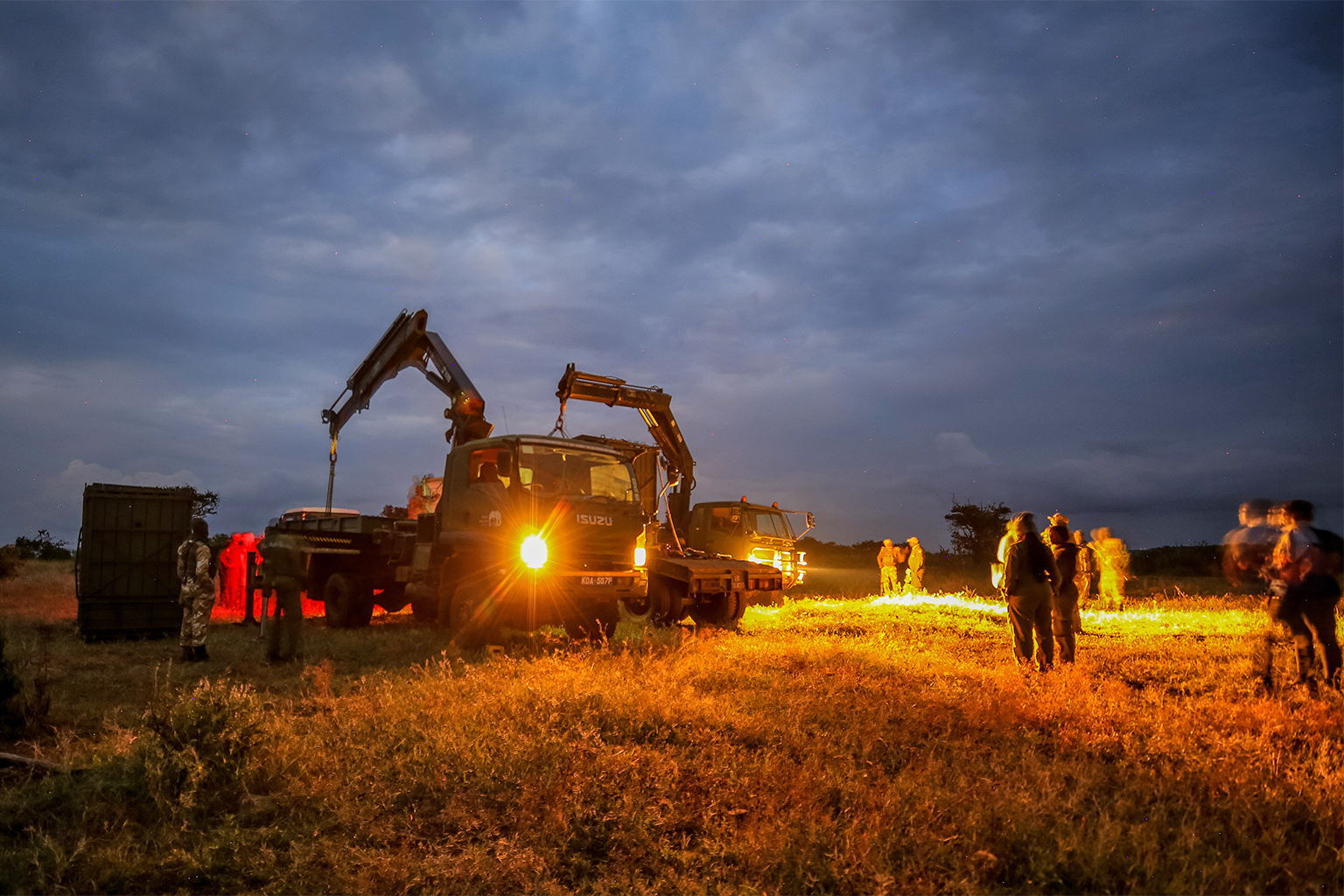 Vehicles used for the transport of the rhinos.