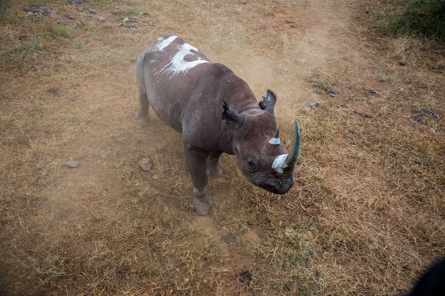 A black rhino.