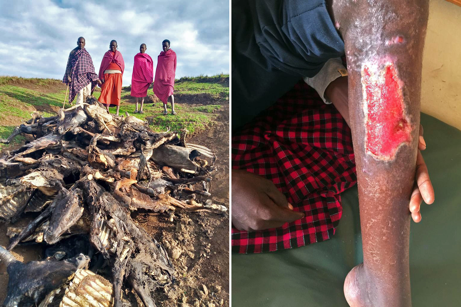 (Left) Carcasses of livestock poisoned by contaminated salt licks which Maasai locals say are supplied by Ngorongoro Conservation Area Authority. (Right) A 70-year-old Maasai elder recovering to date from injuries from the forceful eviction in Loliondo in June 2022. 