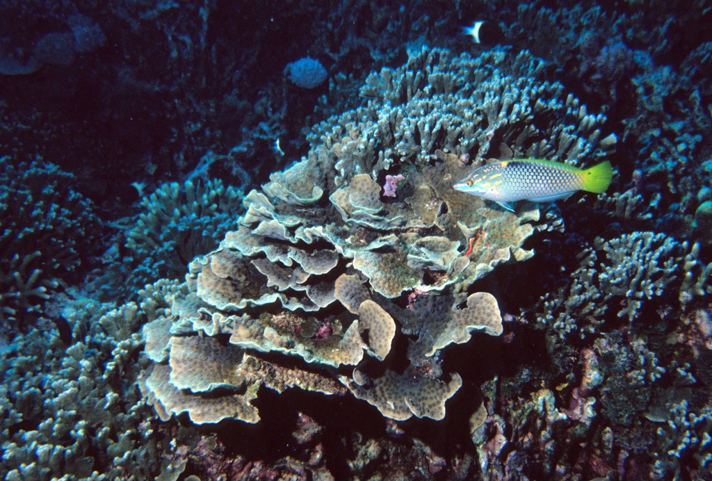 Coral reef in Comoros.