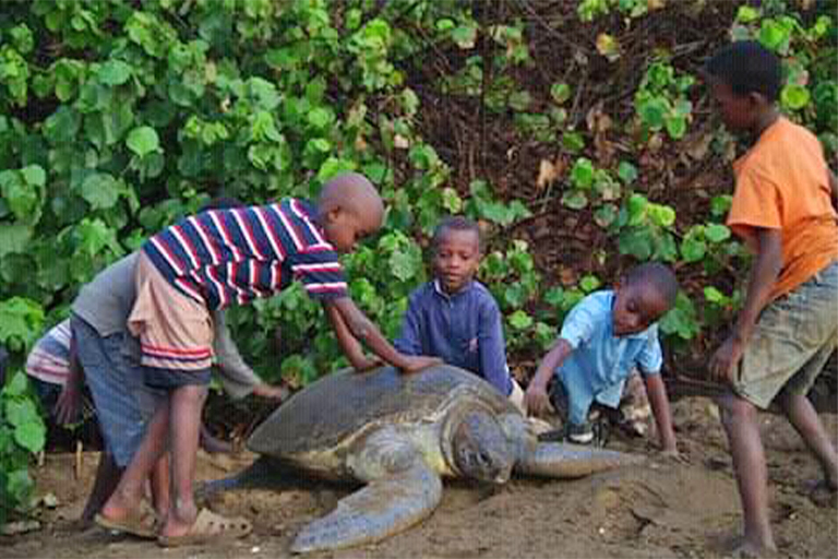 Children play with an adult turtle in Itsamnia.