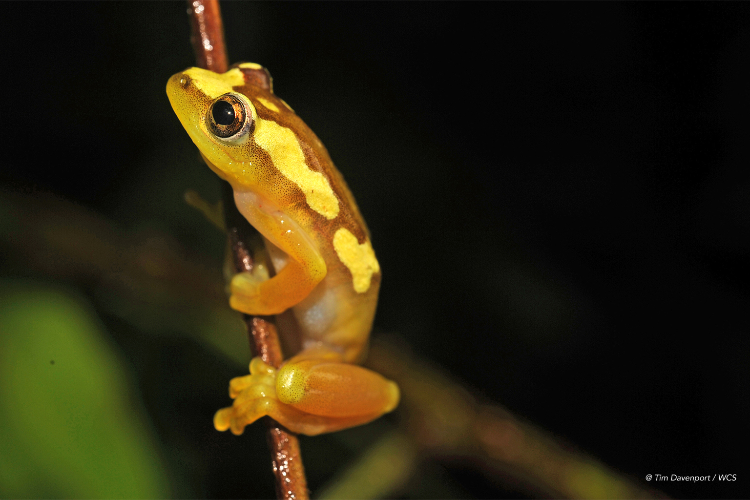 A frog from Southern Highlands.