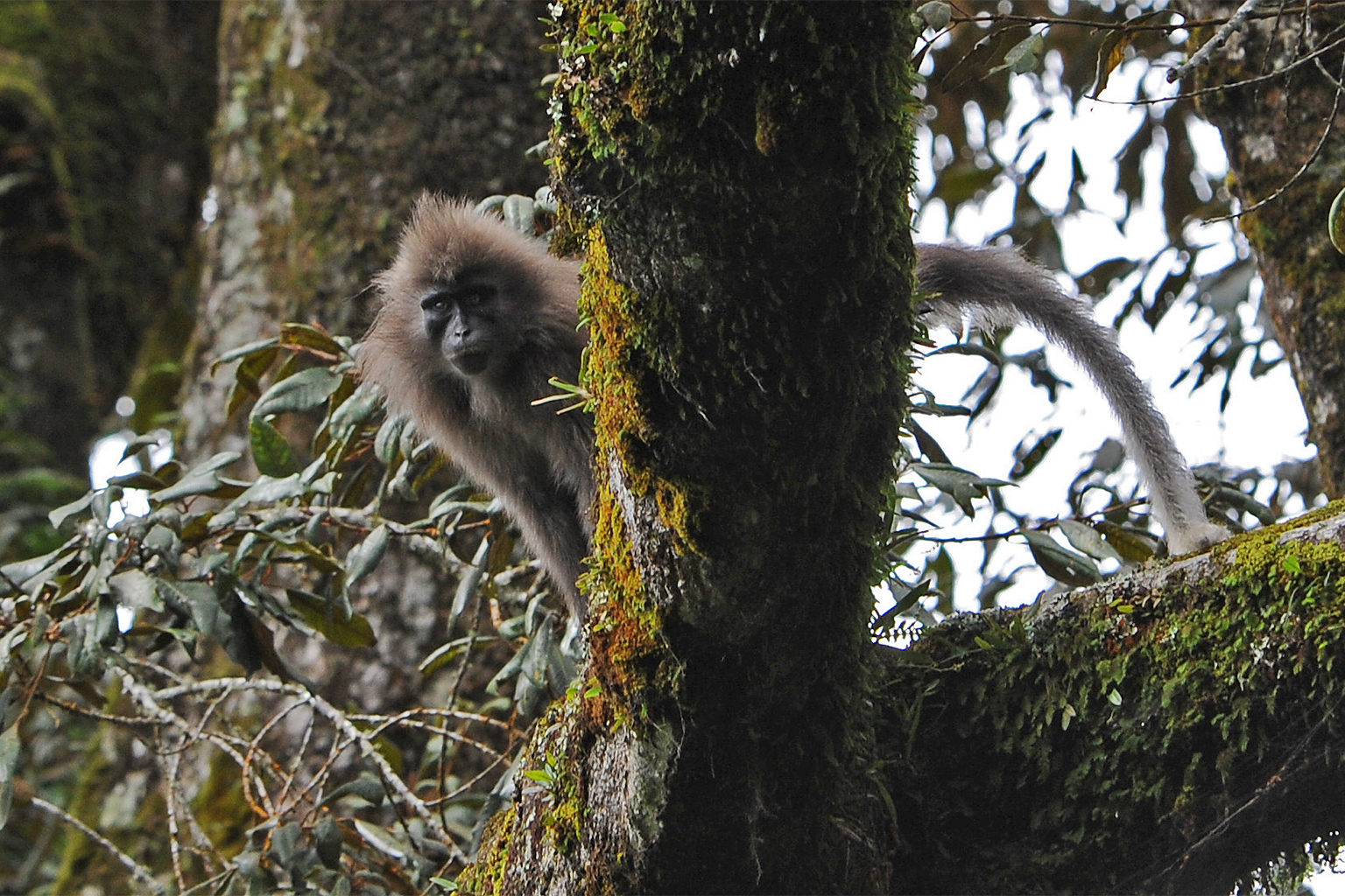 A kipunji.