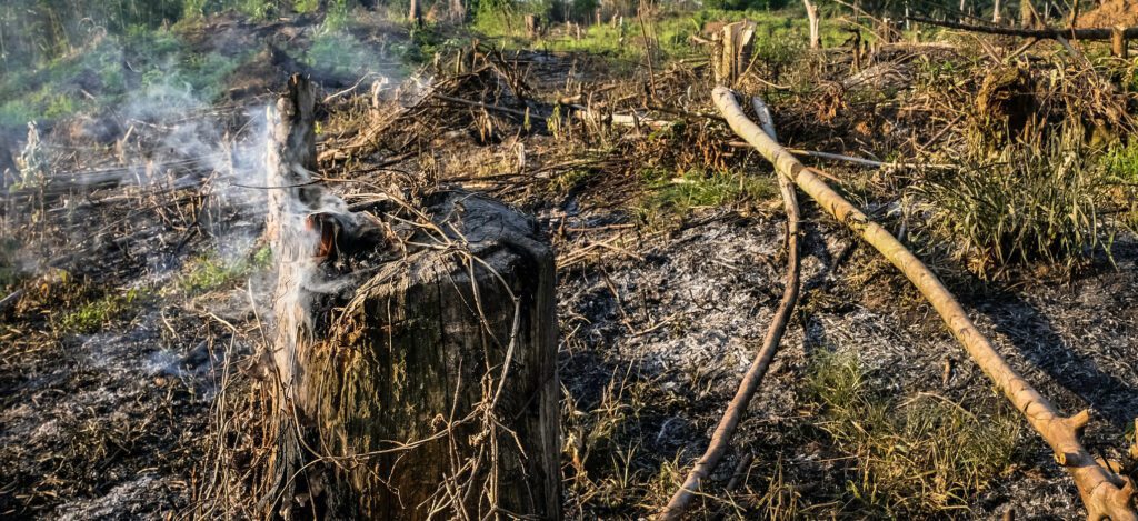 How much should we worry about the Congo Basin fires?