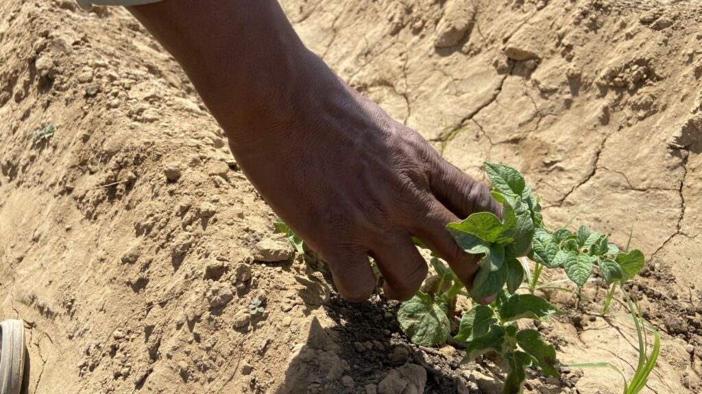 A sustainable agrifood systems approach in conflict-ridden Sudan – CIMMYT