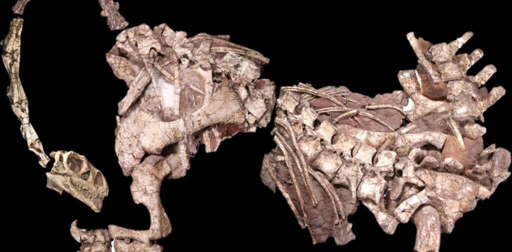 Africans discovered dinosaur fossils long before the term ‘palaeontology’ existed