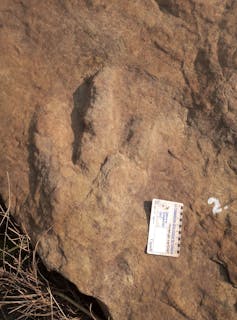 Three-toed shape on rock surface.