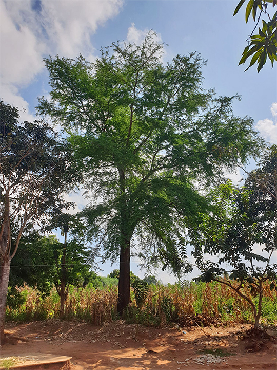 A Faidherbia albida tree in Tana's field.